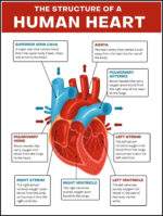 Human Heart Wall Decor Poster